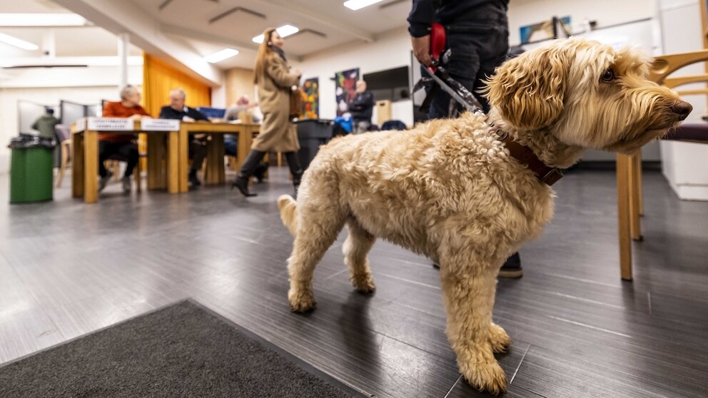 Hund begleitet Herrchen ins Wahllokal