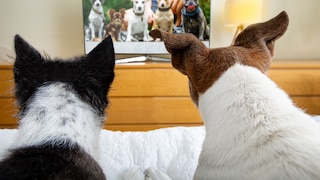 Hunde fernsehen