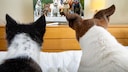 Hunde fernsehen