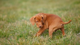 Hund dreht sich vor dem Koten im Kreis