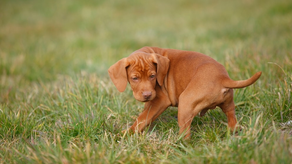 Hund dreht sich vor dem Koten im Kreis