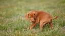 Hund dreht sich vor dem Koten im Kreis