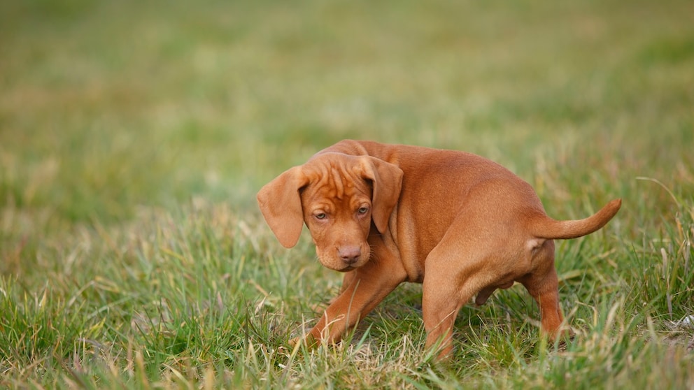 Hund dreht sich vor dem Koten im Kreis