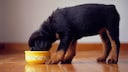 Hund frisst aus einem gelben Napf