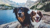 Zwei Hunde an einem See in Österreich