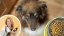 Collage aus Hund mit Napf aus der Vogelperspektive und Porträt von Dr. Ciara Clarke