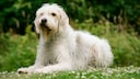 Der Otterhund stammt ursprünglich aus Großbritannien, gehört aber zu den seltensten Hunderassen der Welt.