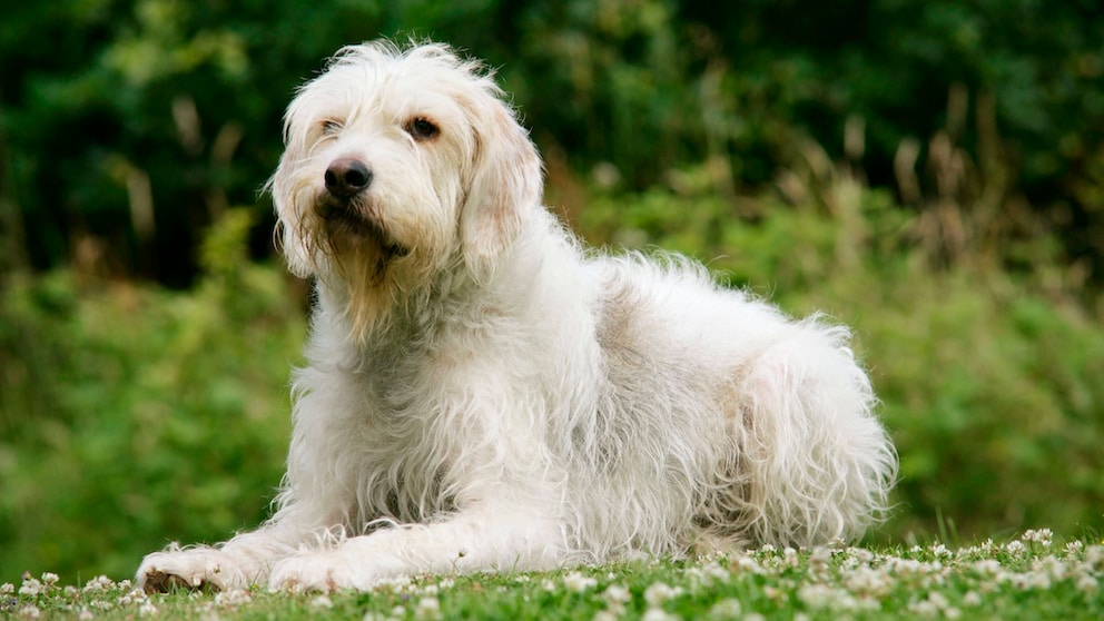 Der Otterhund stammt ursprünglich aus Großbritannien, gehört aber zu den seltensten Hunderassen der Welt.