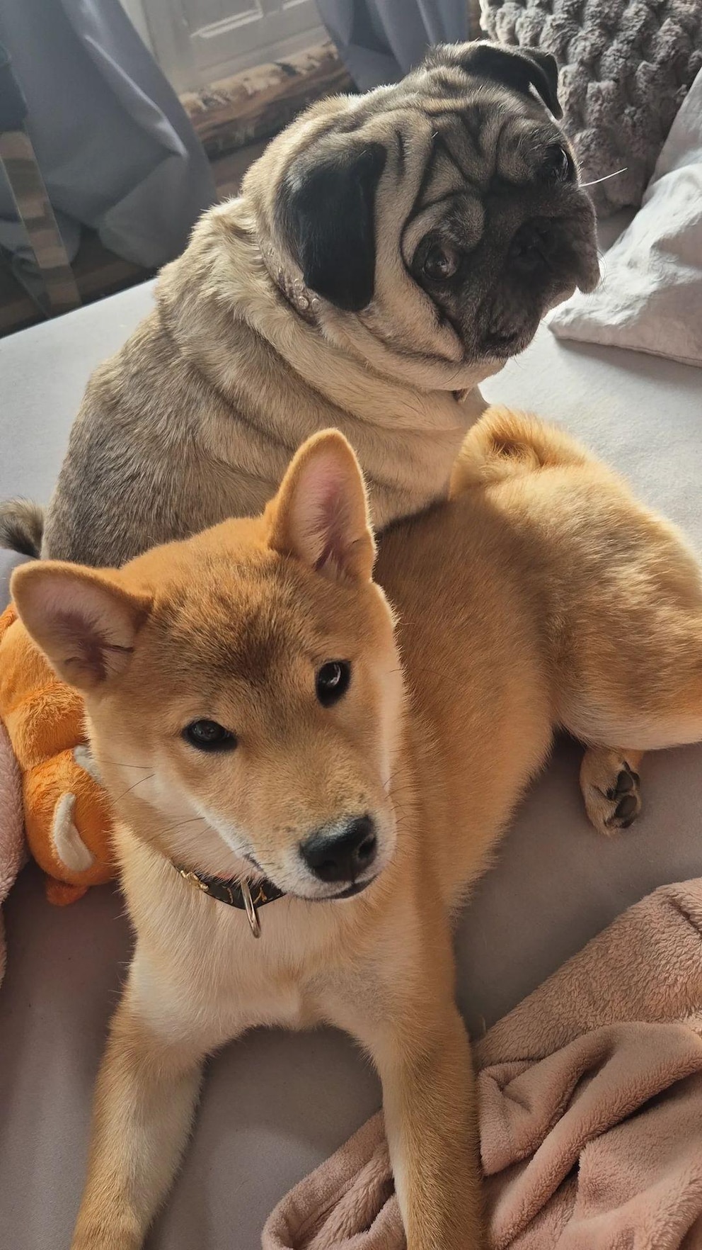 Mittlerweile sind sie ein Herz und eine Seele: Djamila Rowes Hunde Mimi und Enami