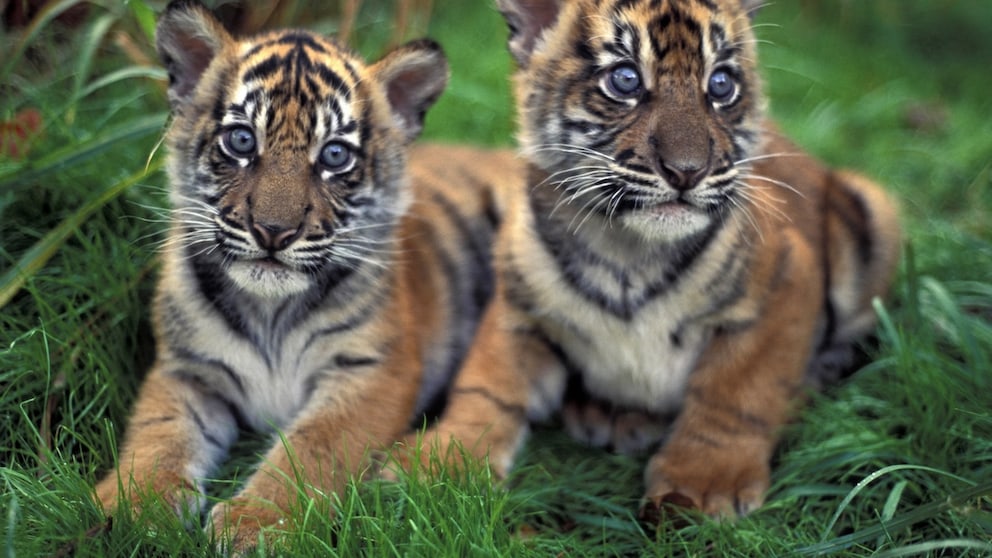 Zwei Sumatra Tigerbabys liegen im Gras