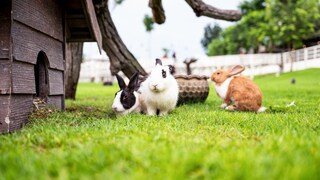 Drei Kaninchen hopplen im Garten herum