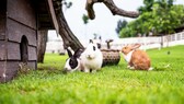 Drei Kaninchen hopplen im Garten herum