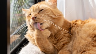 Katze produziert keine Haarballen