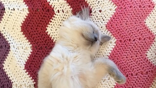 Ragdoll Kitten liegt auf dem Rücken und zeigt seinen Bauch