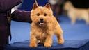 Der Norwich Terrier zählt zu den kleinsten Terrierrassen und besticht durch seinen aufgeweckten Charakter.