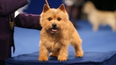 Der Norwich Terrier zählt zu den kleinsten Terrierrassen und besticht durch seinen aufgeweckten Charakter.