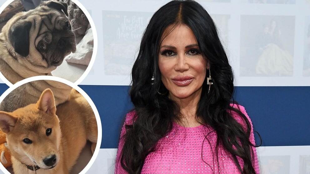 Djamilla Rowe und ihre Hunde Collage