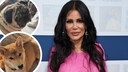 Djamilla Rowe und ihre Hunde Collage