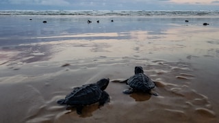 Zwei kleine Lederschildkröten auf dem Weg ins Wasser