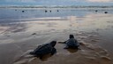 Zwei kleine Lederschildkröten auf dem Weg ins Wasser