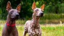Zwei mexikanische Nackthunde der Rasse Xoloitzcuintle aus einer Wiese