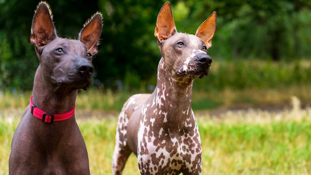 Zwei mexikanische Nackthunde der Rasse Xoloitzcuintle aus einer Wiese