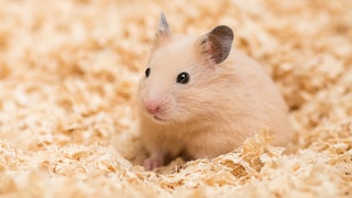 Nassschwanzkrankheit Hamster