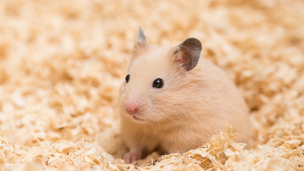 Nassschwanzkrankheit Hamster