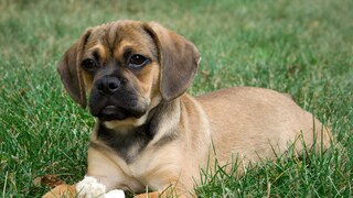 Puggle
