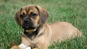 Puggle