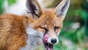 Junger Rotfuchs, der sich über die Lefzen leckt