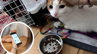 Collage aus Bild, auf dem Frau ihr Aktienportfolio checkt und PETBOOK-Kater Remo, der gerade vom Tierarzt kommt