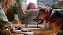 Hund hat Ball im Mund und bekommt andere Ressourcen angeboten