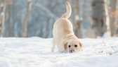 Labrador spielt im Schnee