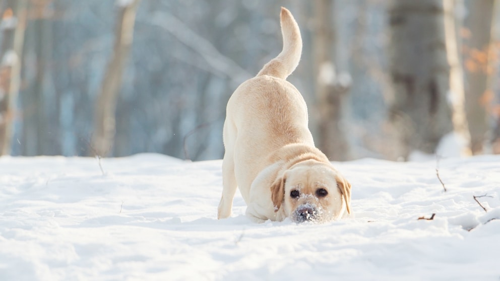 Labrador spielt im Schnee