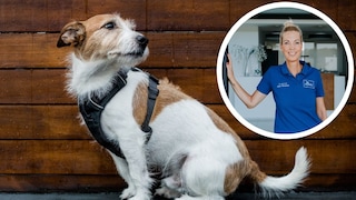 Collage Parson Terrier mit einem schwarzen Geschirr und Porträt Tierärzitn Dr. Julia Vietmeier (Kreis)