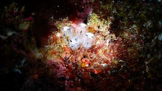 Skelett-Panda-Seescheide auf dem Meeresgrund