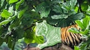 Tiger auf einem Ast mit Blätterwerk im Hintergrund, zur Hälfte grün eingefärbt