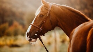 Warmblut Pferd Stute Fuchsstute im Herbst im Gegenlicht Sportpferd mit brauner hellbrauner Trense Blick über die Kruppe