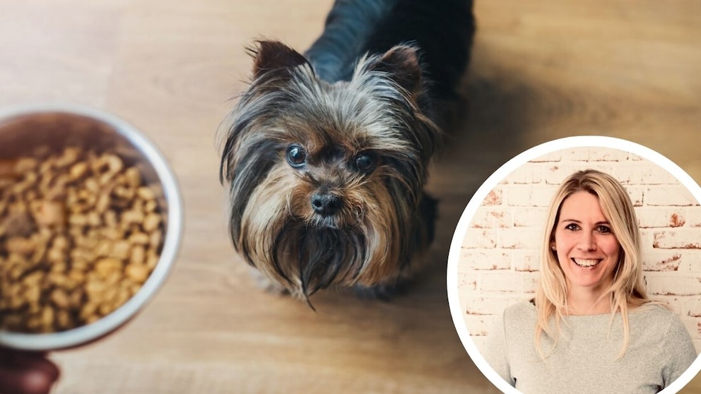 Yorkshire Terrier schaut in die Kamera mit Napf mit Trockenfutter im Vordergrund