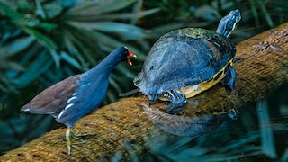 Ein Vogel und eine Schildkröte auf einem Ast