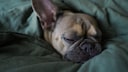 Warum Hunde schnarchen