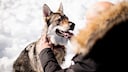 Ein wolfs&auml;hnlicher Hund grinst einen Menschen an