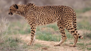 Asiatischer Gepard (Acinonyx jubatus venaticus)