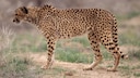 Asiatischer Gepard (Acinonyx jubatus venaticus)