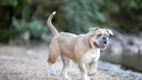 Eine Olde English Bulldogge hat Spass im Wasser