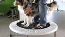 Physiotherapeutin Bianca Krumm hat sich mit ihrer Physiotherapie-Praxis Tierisch fit auf Tiere spezialisiert. Die Physiotherapeutin trainiert mit ihrem Australian Shepherd Hund auf einem therapeutischen Trampolin. Die Behandlung dient dem Muskelaufbau und dem Entgegenwirken von Erkrankungen und der Regeneration des Bewegungsapparats.