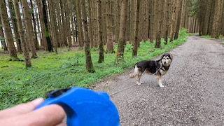 Ein Hund an der Leine auf einem Waldweg, während der Halter eine blaue Flexi-Leine hält. Symbolbild Spaziergang im Wald mit einem Hund, wobei es auf die Bedeutung von Leinenpflicht und Sicherheitsregeln im Wald hinweist
