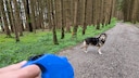 Ein Hund an der Leine auf einem Waldweg, während der Halter eine blaue Flexi-Leine hält. Symbolbild Spaziergang im Wald mit einem Hund, wobei es auf die Bedeutung von Leinenpflicht und Sicherheitsregeln im Wald hinweist