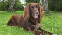 Deutsch Langhaar (Canis lupus f. familiaris), auf einer Wiese liegend.